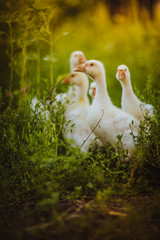 Five young goose together sit in the grass
