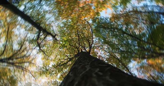 Rotating tree tops in an autumn Ukrainian forest.