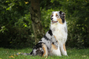 Australian Shepherd vor Bäumen 
