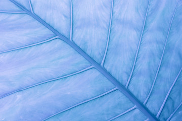 Close up blue leaf detail nature abstract texture background