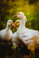 Five young goose together sit in the grass