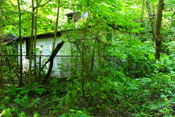 Destroyed houses in which people lived in a dead radioactive zone. Consequences of the Chernobyl nuclear disaster and vandalism, August 2017.