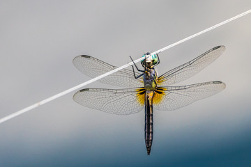 A horizontal macro photo of a dragonfly hanging from a wire with a blue and grey background