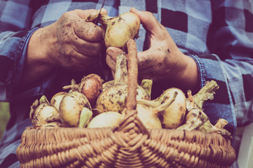 Organic vegetables, farmer with harvested produce. Farmers hands working at harvest the onion.