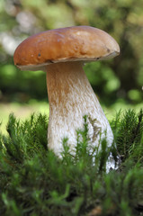 beau cèpe de bordeaux sur de la mousse