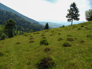 The summer rural landscape in unspoiled nature.
