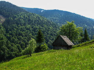 The summer rural landscape in unspoiled nature.