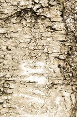 Obraz premium birch in Russia 2