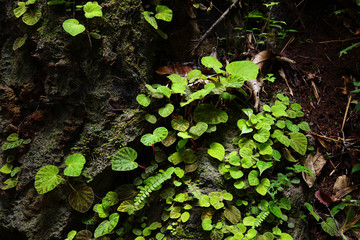 plants growing up on rock