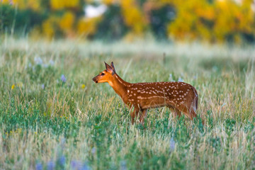 White-tailed Deer Fawn at Sunrise