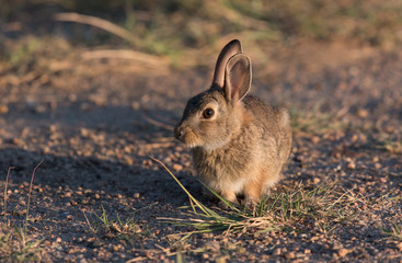 A Young Cottontail Rabbit in the Morning Sun