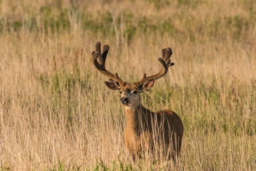 Naklejka na ściany i meble Large Mule Deer Buck with Velvet Antlers