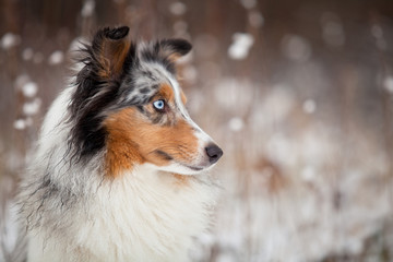 Sheltie Portrait im Winter
