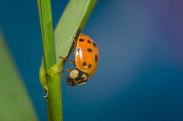 Ladybug on green grass macro close up with defocused background