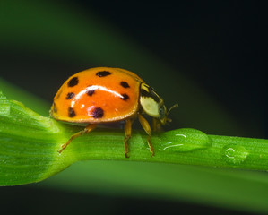 Fototapeta premium Ladybug on green grass macro close up with defocused background