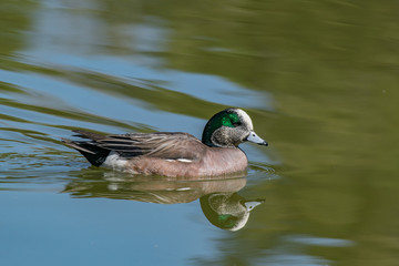 American Wigeon and Reflection on a Swim