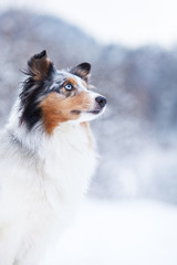 Sheltie im Winter