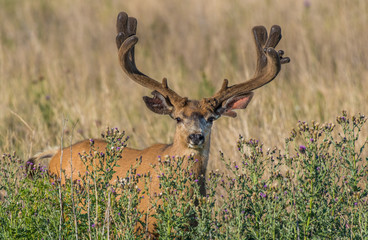 Large Mule Deer Buck  with Velvet Antlers