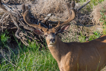 Fototapeta premium Large Mule Deer Buck with Velvet Antlers