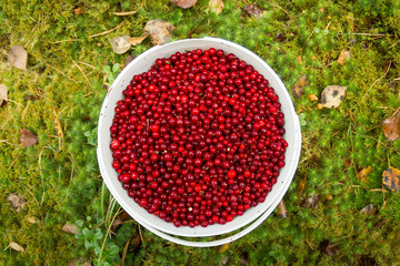 Bucket with cranberries in the forest top view