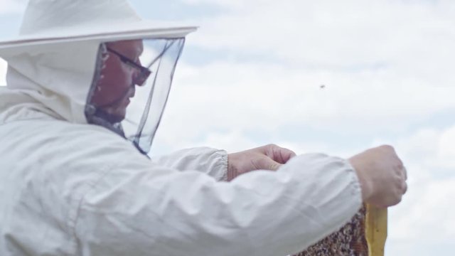 Tilt down of beekeeper in protective bee suit watching honey frame with bees and then placing in into beehive