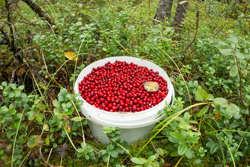 Bucket with cranberries in the green forest