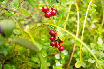 Ripe red cowberry grows in pine forest