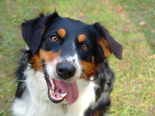 Kopf eines Border Collies