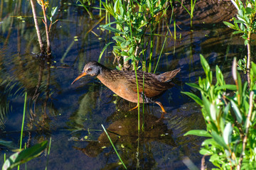 A Virginia Rail Looking for Food at the Lake's Edge