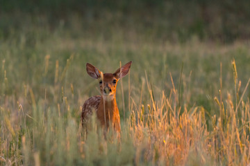 White-tailed Deer Fawn At First Light