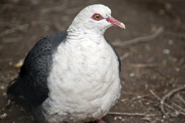 white headed pigeon