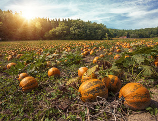 Typical styrian pumpkin field - obrazy, fototapety, plakaty