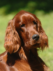 Irish Red Setter