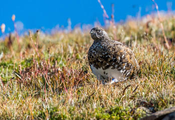 A Fall Plumage White-tailed Ptarmigan