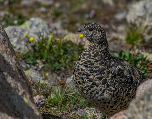 A Summer Plumage White-tailed Ptarmigan