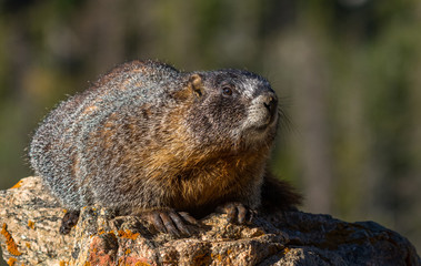 Yellow-bellied Marmot at Rocky Mountain National Park