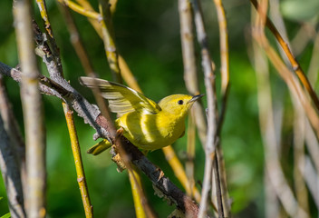 Yellow Warbler Learning to fly