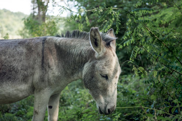 Naklejka na ściany i meble Domestic donkey free in the forest