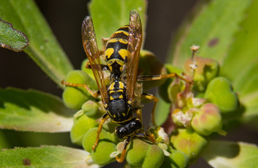 Yellowjacket Hard at Work