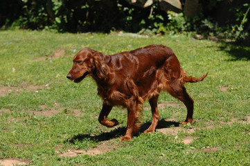 Irish Red Setter