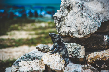 iguana tomando el sol