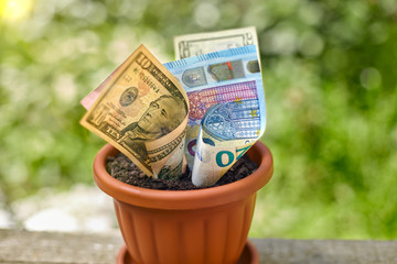 Dollar and Euro currencies stuck in flowerpot
