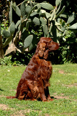Irish Red Setter