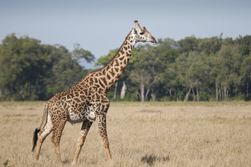 Naklejka na ściany i meble Masai Giraffe