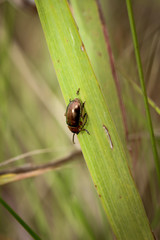 brauner Käfer auf Gras