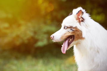 Australian Shepherd Portrait