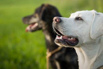 Zwei junge labrador retriever Hunde Welpen auf einer grünen wiese - portrait