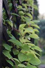 Green leaves on wooden lattice in the garden, background