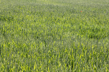 Ears in a wheat field