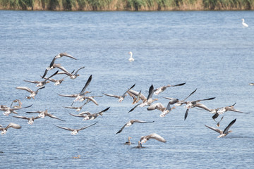 Geese coming to land